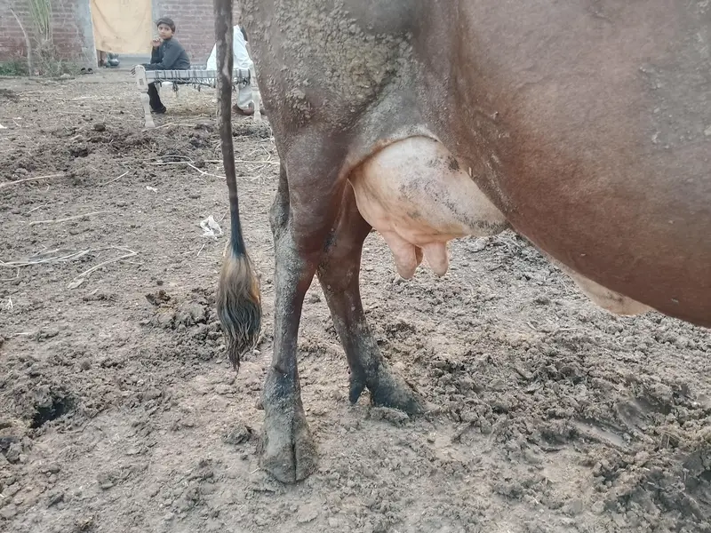 Fresh delivered cow for sale in Lahore cell#03094690531 — photo 3