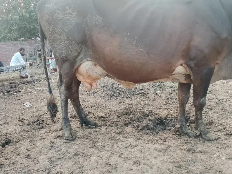 Fresh delivered cow for sale in Lahore cell#03094690531 — photo 4