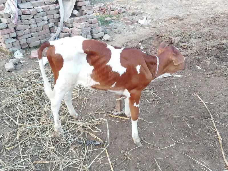 Fresh delivered cow for sale in Lahore cell#03094690531 — photo 5