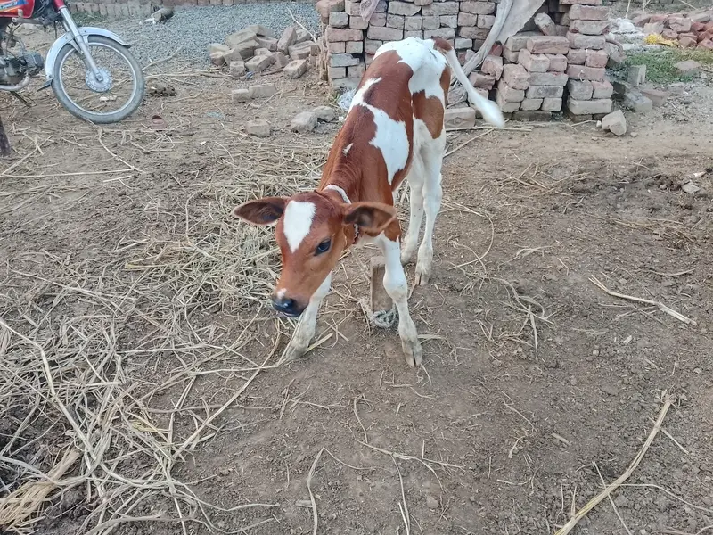 Fresh delivered cow for sale in Lahore cell#03094690531 — photo 6