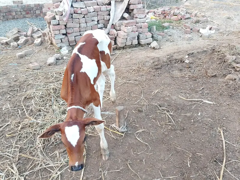Fresh delivered cow for sale in Lahore cell#03094690531 — photo 7