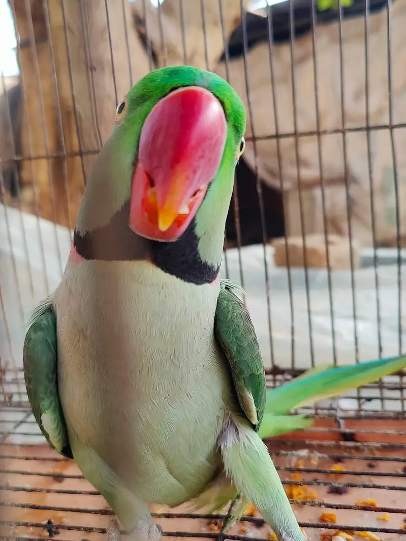 raw parrot male — photo 2