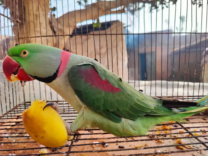 raw parrot male — photo 3