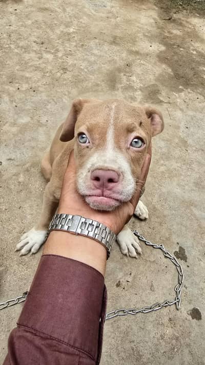 American pitbull puppy
