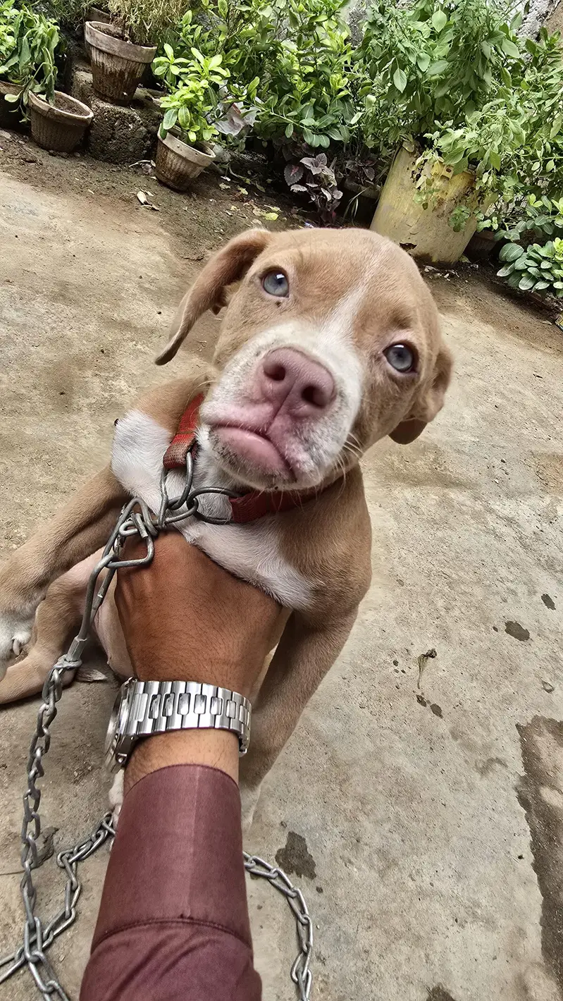 American pitbull puppy — photo 2