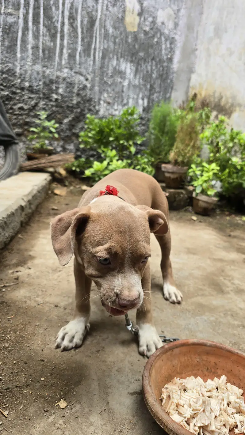 American pitbull puppy — photo 3