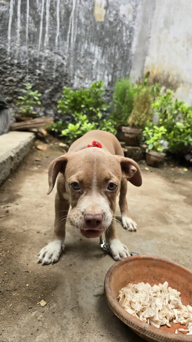 American pitbull puppy — photo 4