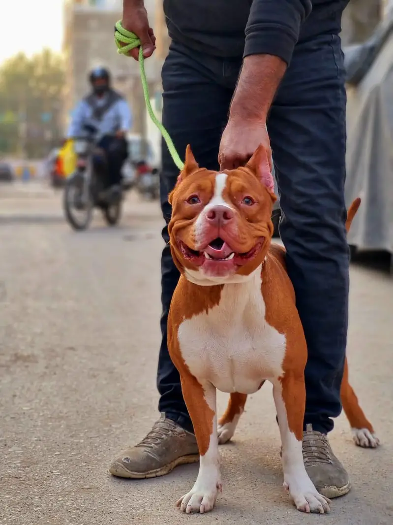American pitbull puppy — photo 5