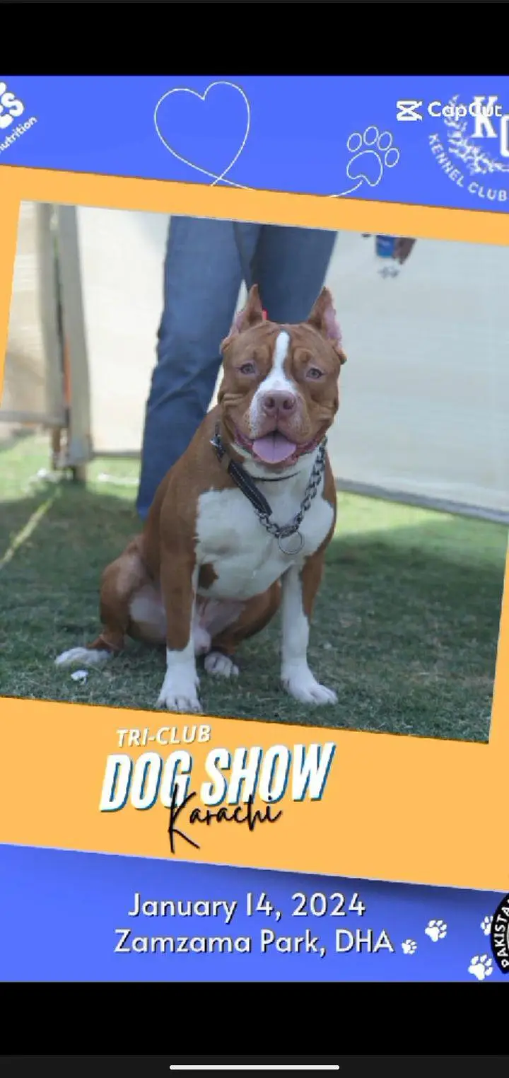 American pitbull puppy — photo 6