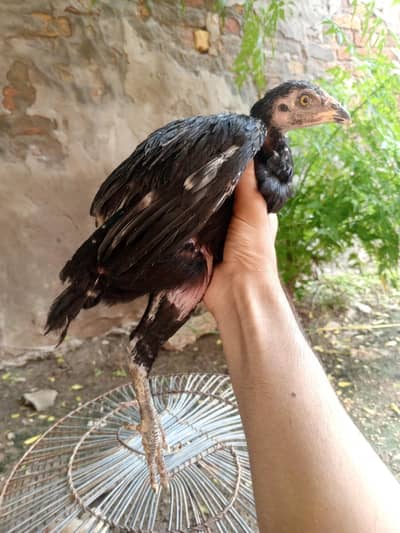 Rooster lover