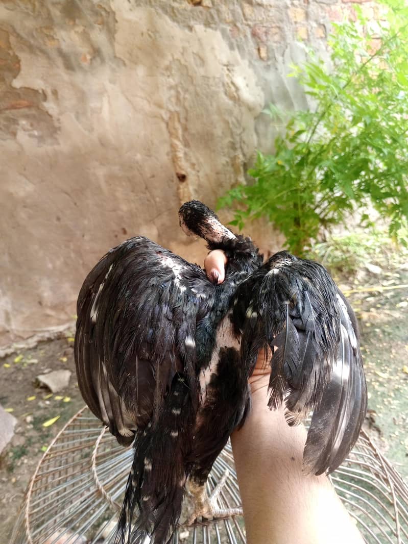 Rooster lover 1