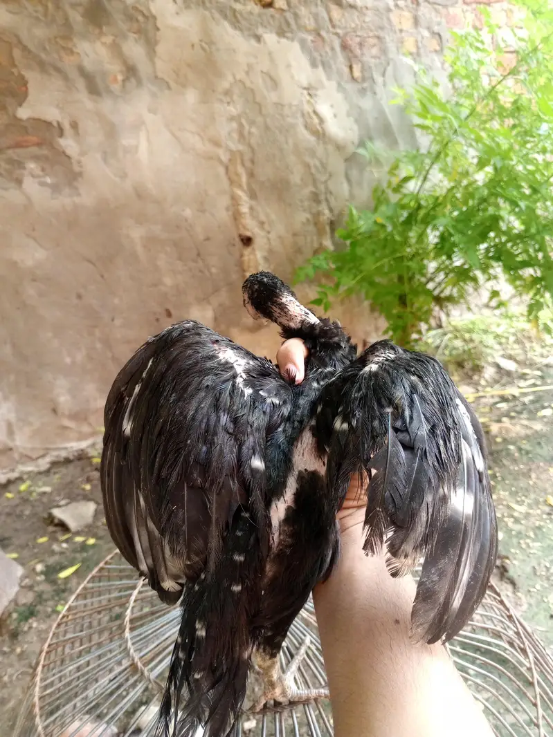 Rooster lover — photo 2