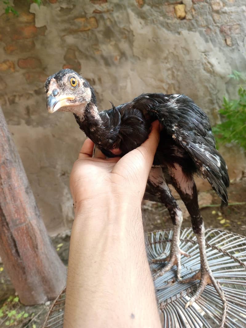 Rooster lover 2