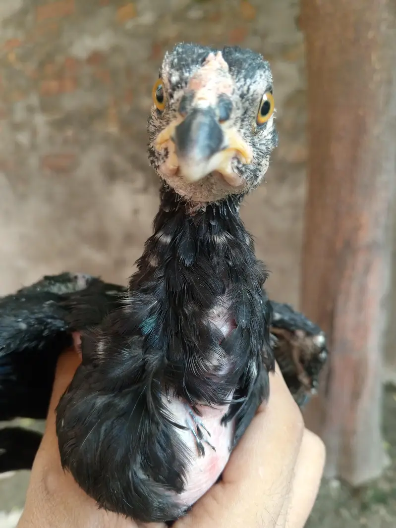Rooster lover — photo 4