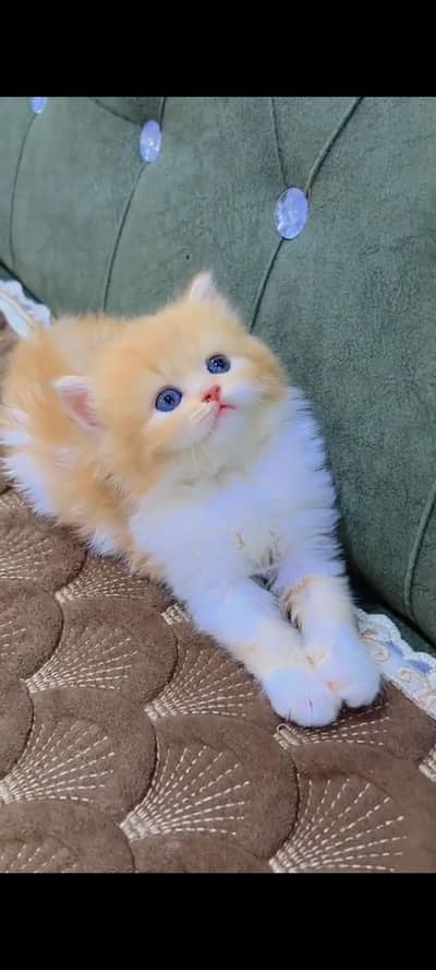 Quality Persian Punch Face cat &kittens 03476305771 WhatsApp