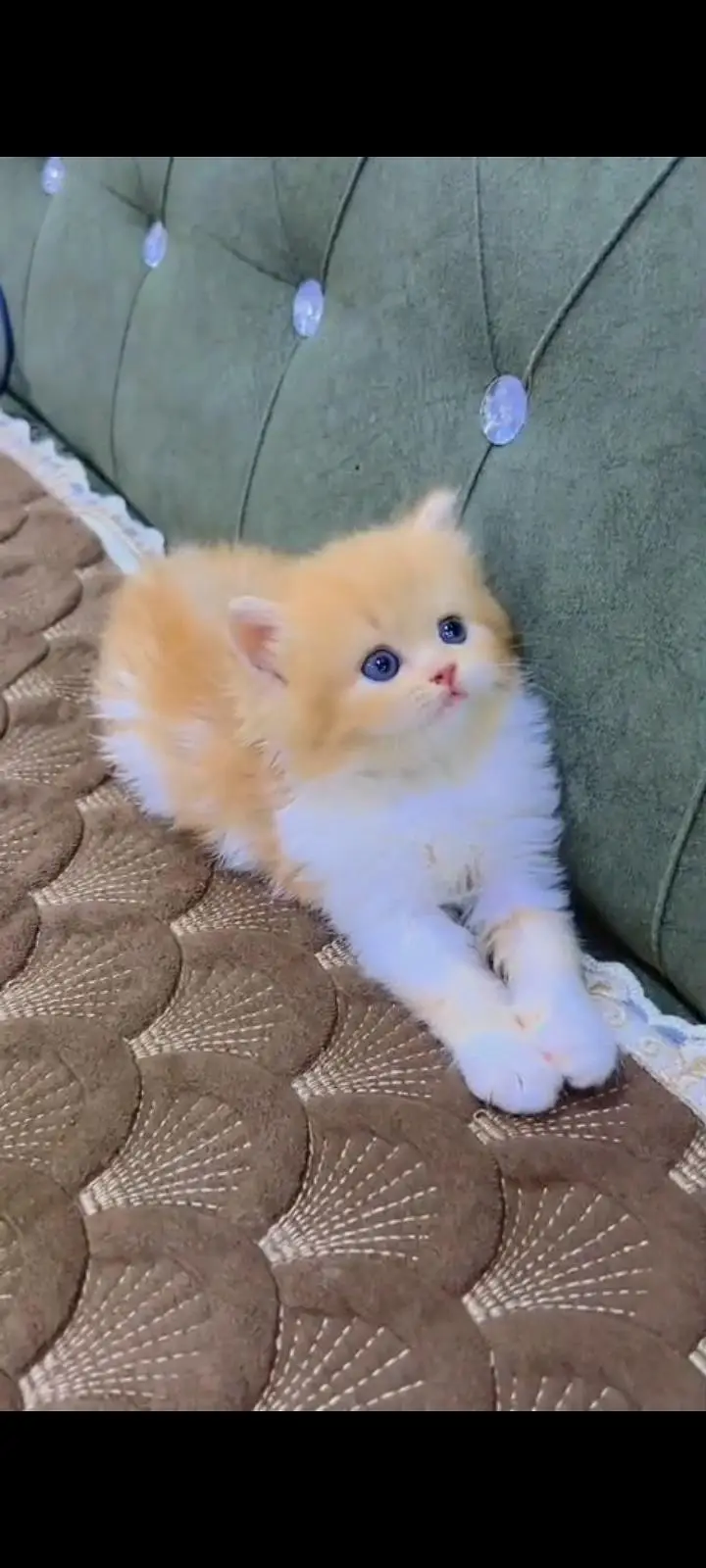 Quality Persian Punch Face cat &kittens 03476305771 WhatsApp — photo 2