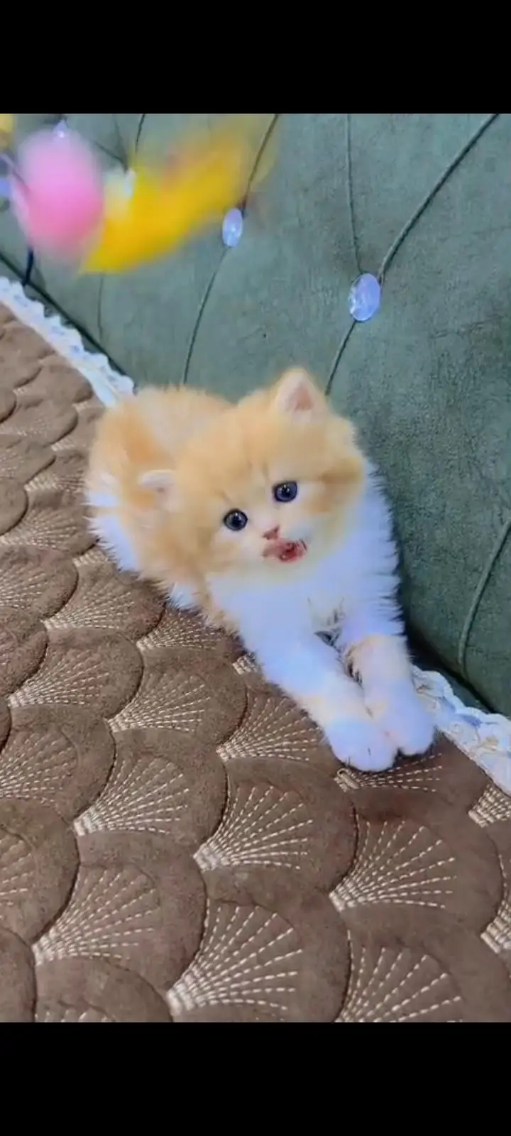 Quality Persian Punch Face cat &kittens 03476305771 WhatsApp — photo 3