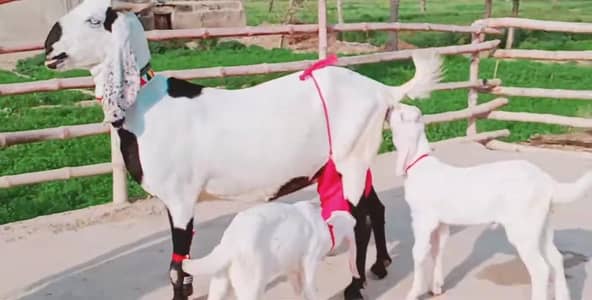 2 Bacchon ka sath Desi Bakri For Sale call _03228067847