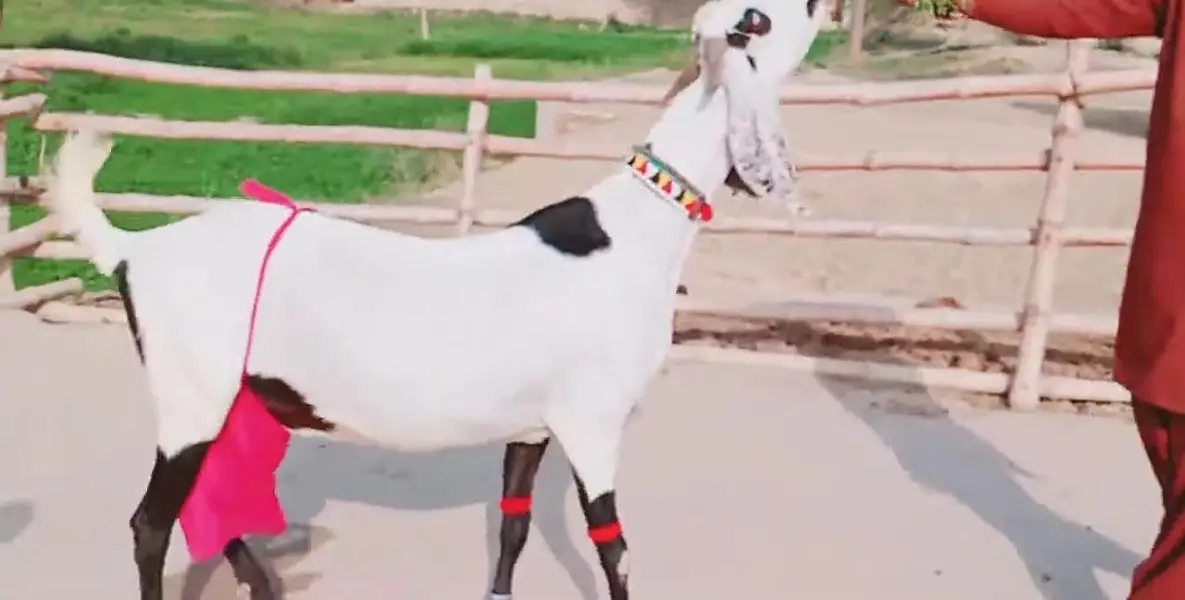 2 Bacchon ka sath Desi Bakri For Sale call _03228067847 — photo 3