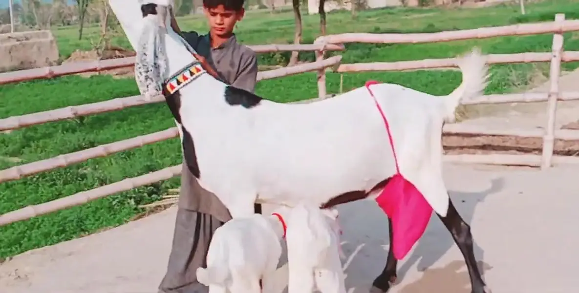2 Bacchon ka sath Desi Bakri For Sale call _03228067847 — photo 5