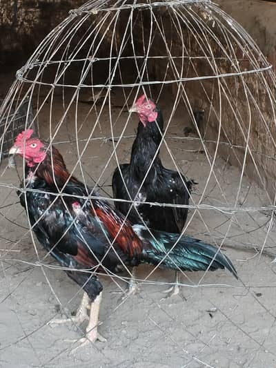 High Quality Mianwali Aseel Pair