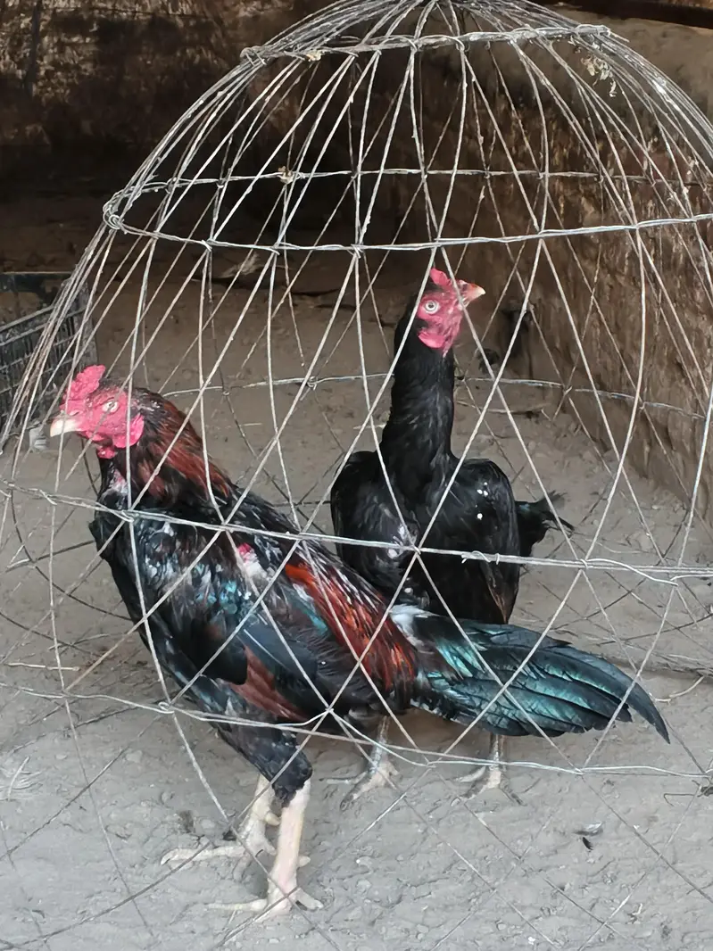 High Quality Mianwali Aseel Pair — photo 2