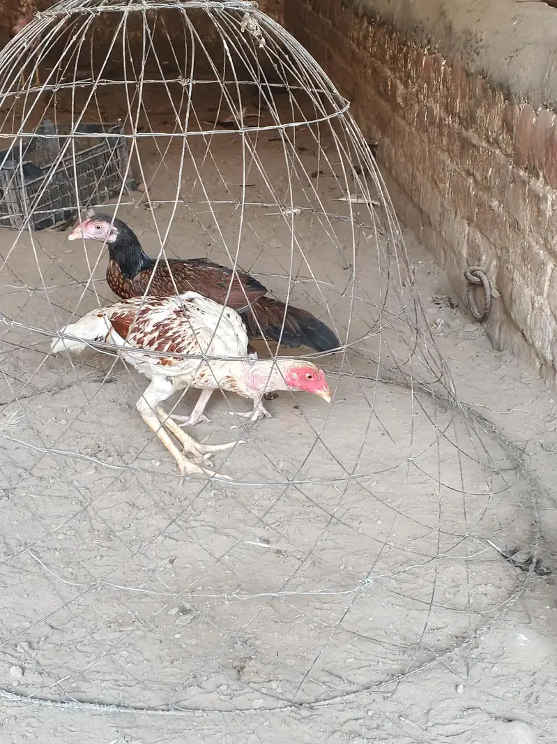 High Quality Mianwali Aseel Pair — photo 3