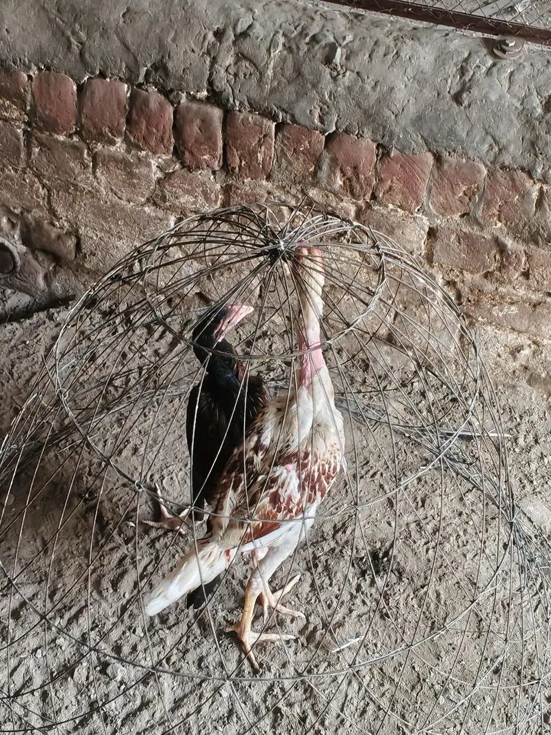 High Quality Mianwali Aseel Pair — photo 4