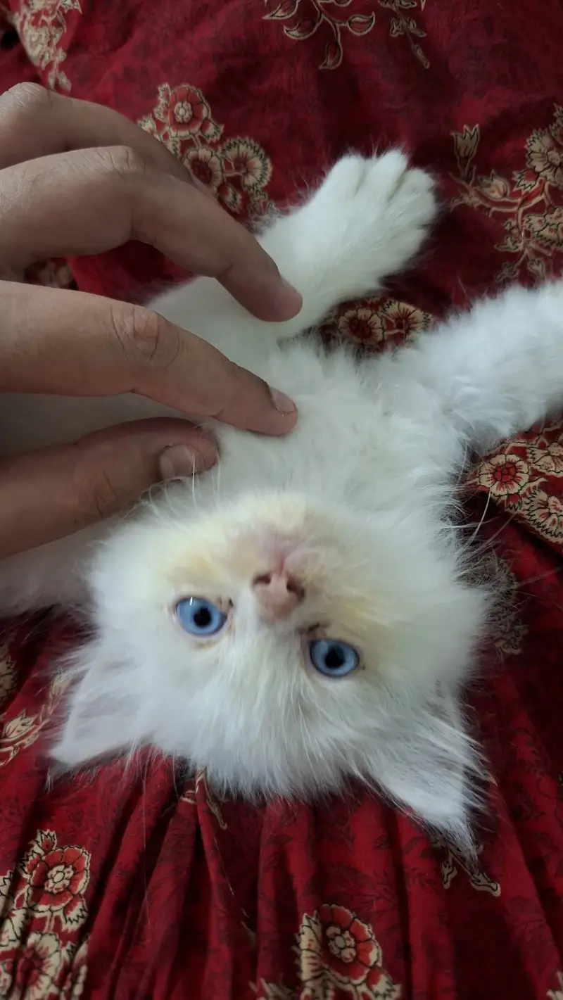 White Persion Kitten with blue eyes — photo 3