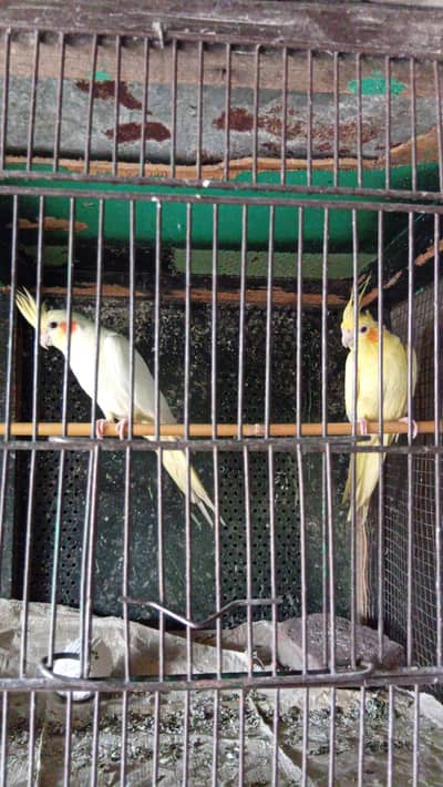 Common cocktail breeder pair. Red eyes