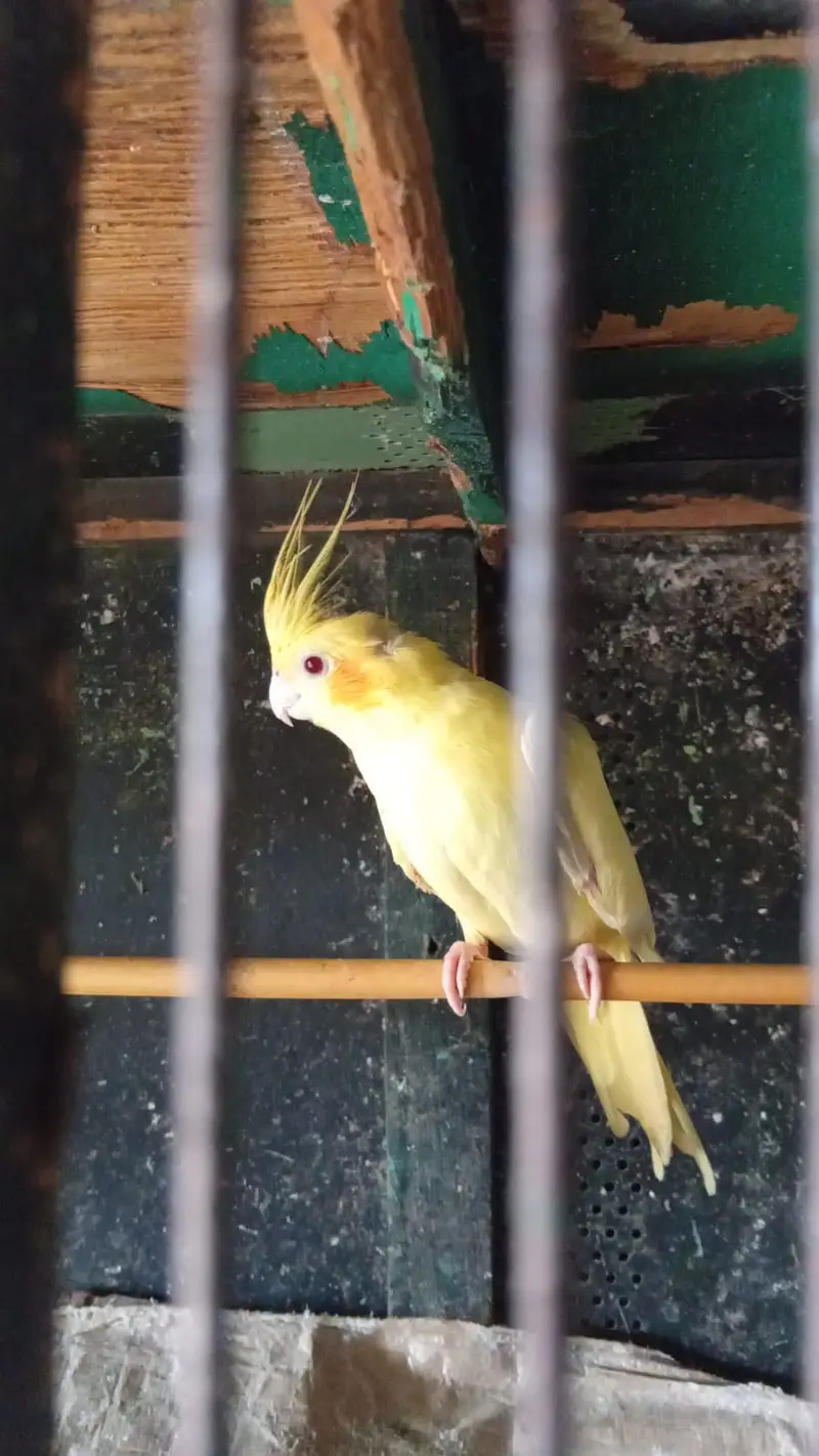 Common cocktail breeder pair. Red eyes — photo 3