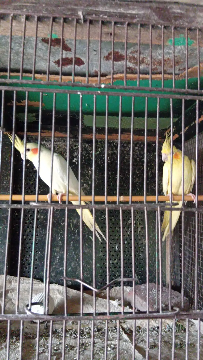 Common cocktail breeder pair. Red eyes — photo 5