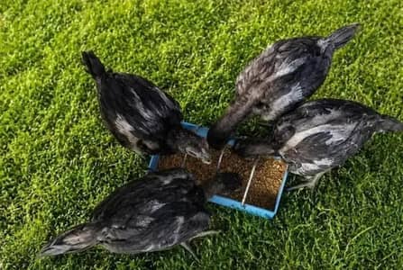 high quality dragon chicks for sale high quality healthy and active