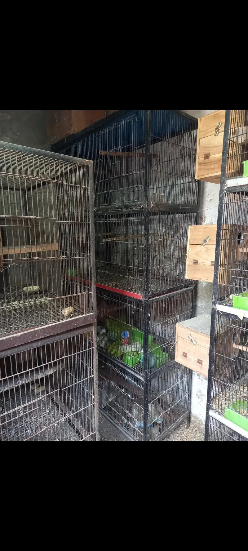 Cage | Birds Cage | Birds Cage Boxes | Lovebirds For Sale — photo 2