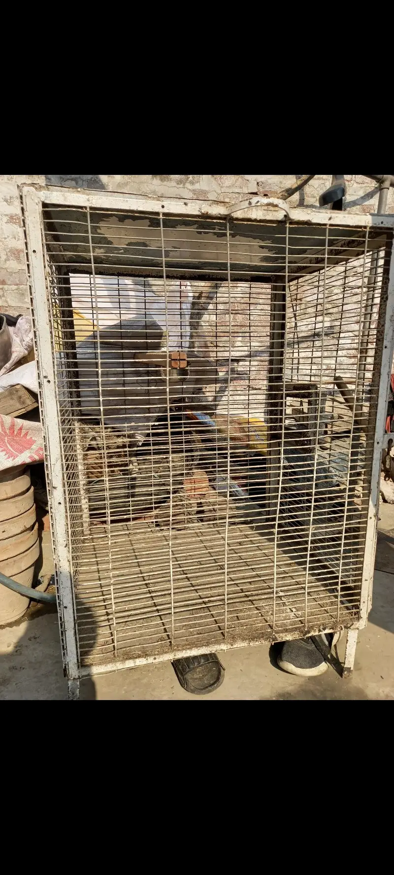Cage | Birds Cage | Birds Cage Boxes | Lovebirds For Sale — photo 3
