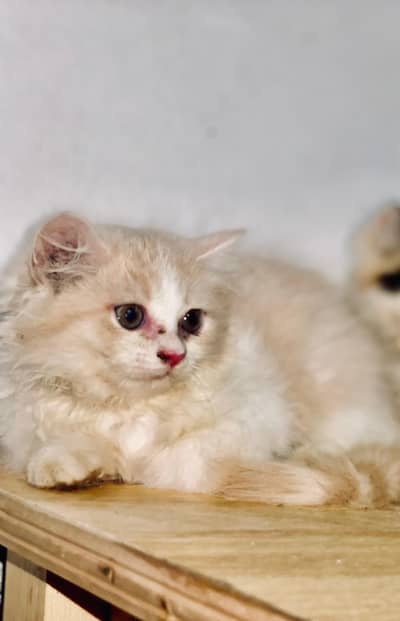 persion cats booking start contact number 03445370054/03455672050