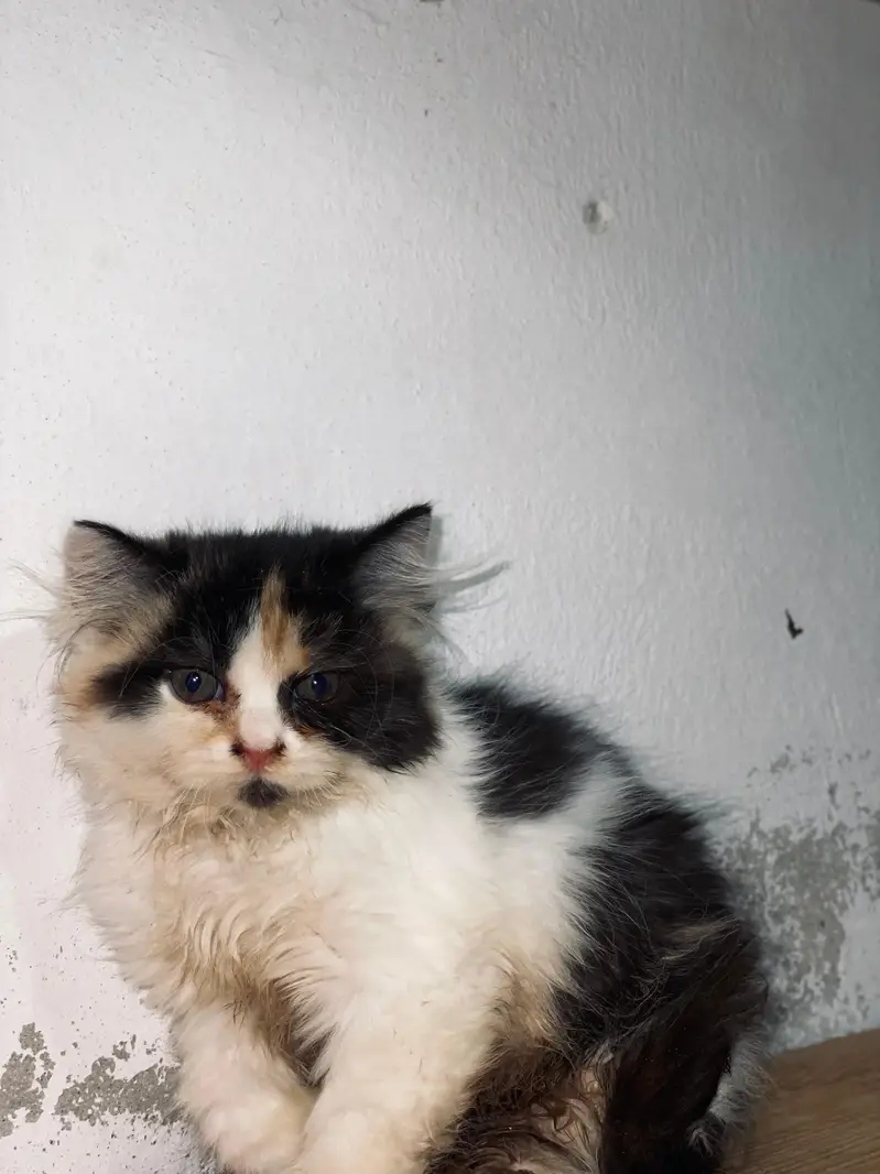 persion cats booking start contact number 03445370054/03455672050 — photo 2