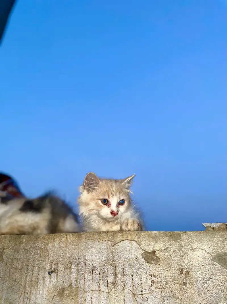 persion cats booking start contact number 03445370054/03455672050 — photo 3