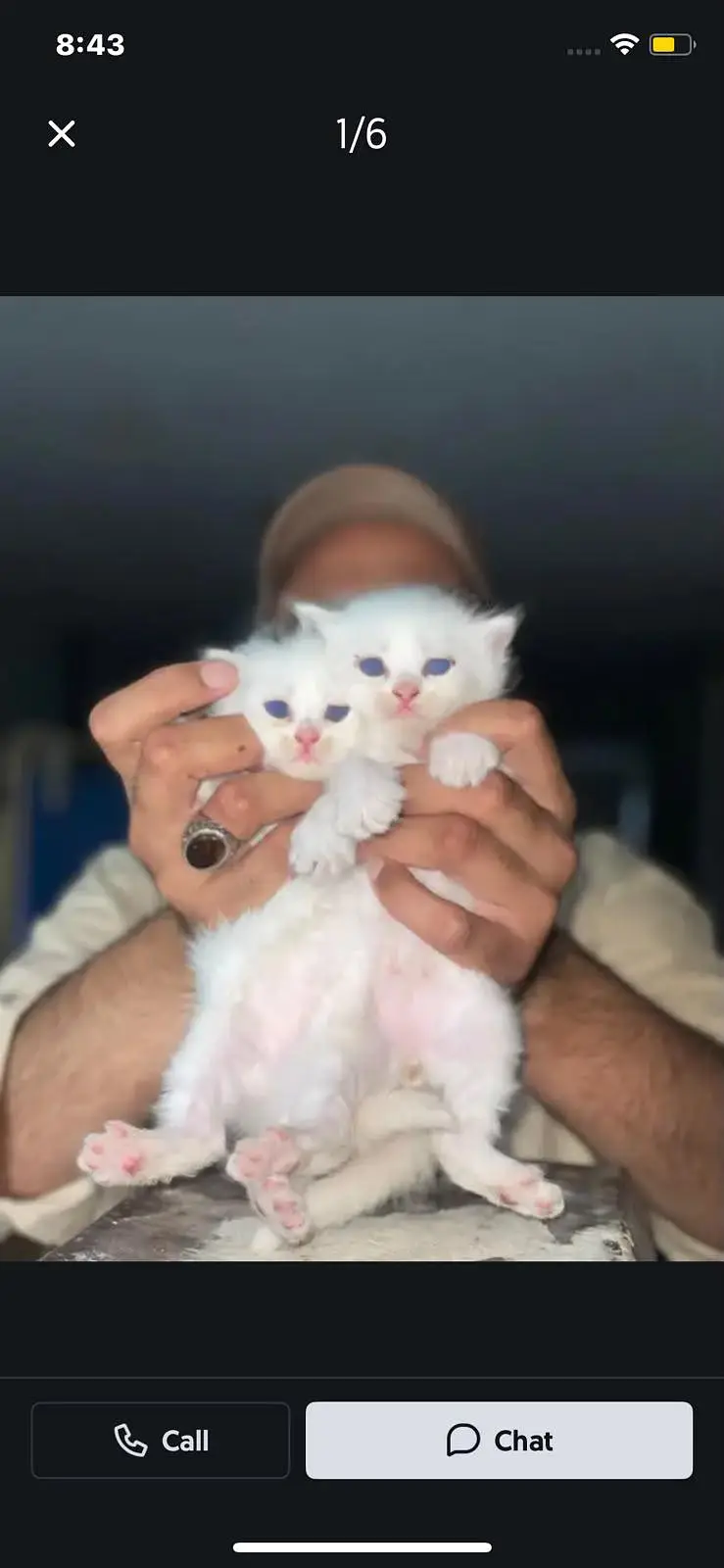 persion cats booking start contact number 03445370054/03455672050 — photo 4