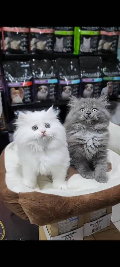 Quality Persian Punch Face cat &kittens 03476305771 WhatsApp