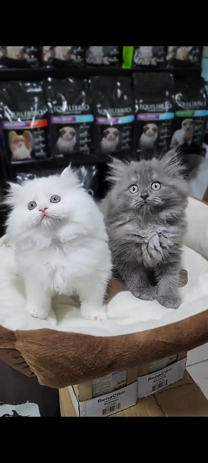 Quality Persian Punch Face cat &kittens 03476305771 WhatsApp — photo 2
