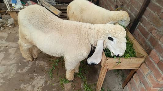 2 kajala bakrah