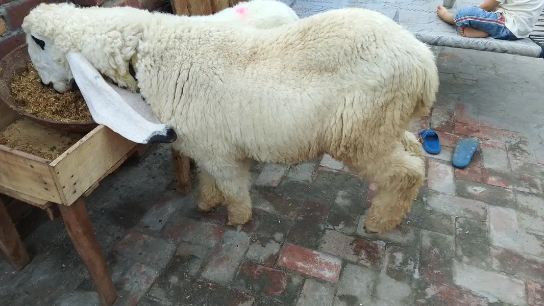 2 kajala bakrah — photo 9
