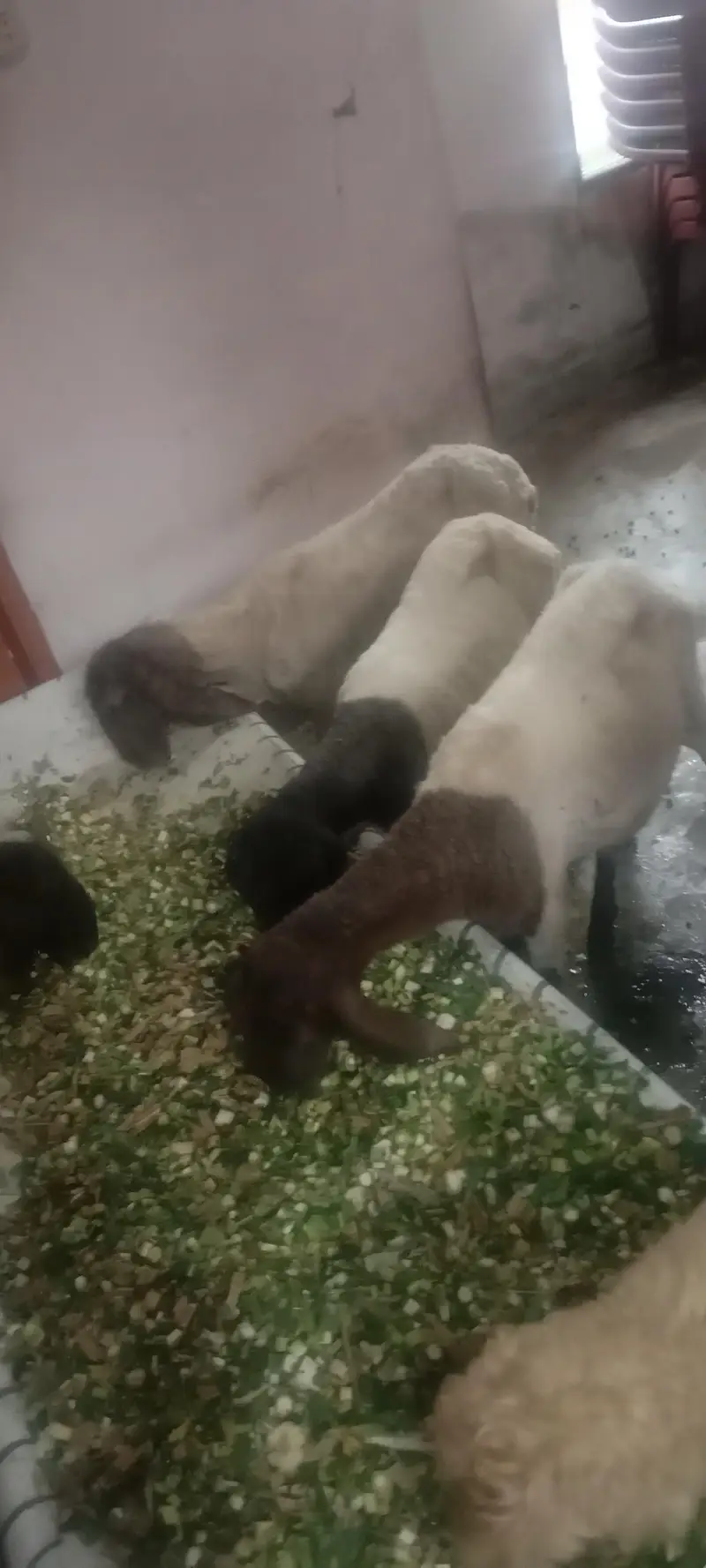 Desi or Mundra Bakra got for urgent sale