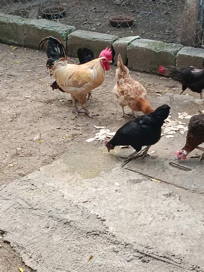 12 hens egg laying, 3 murghay - total 15 piece