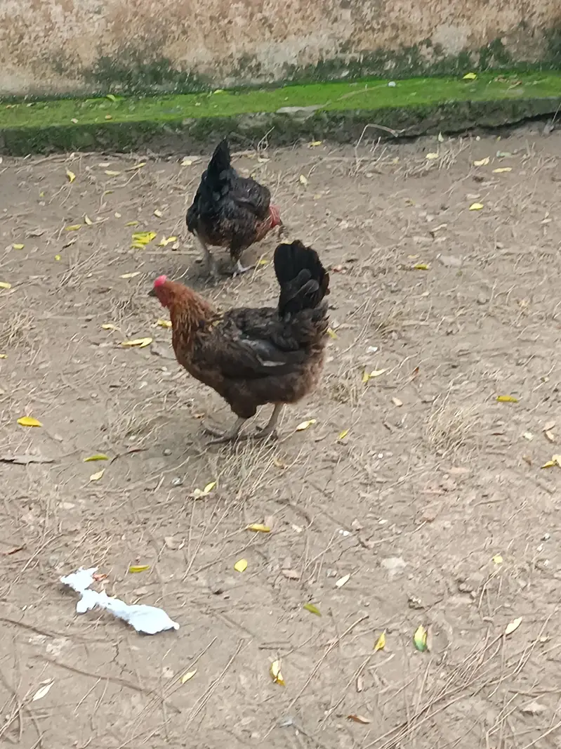 12 hens egg laying, 3 murghay - total 15 piece — photo 2