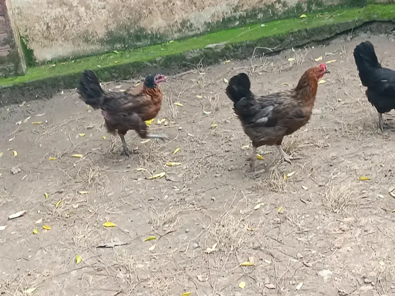 12 hens egg laying, 3 murghay - total 15 piece — photo 3