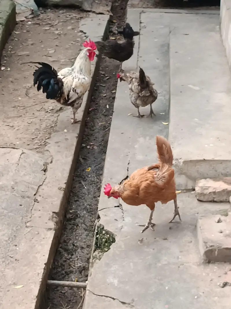 12 hens egg laying, 3 murghay - total 15 piece — photo 4