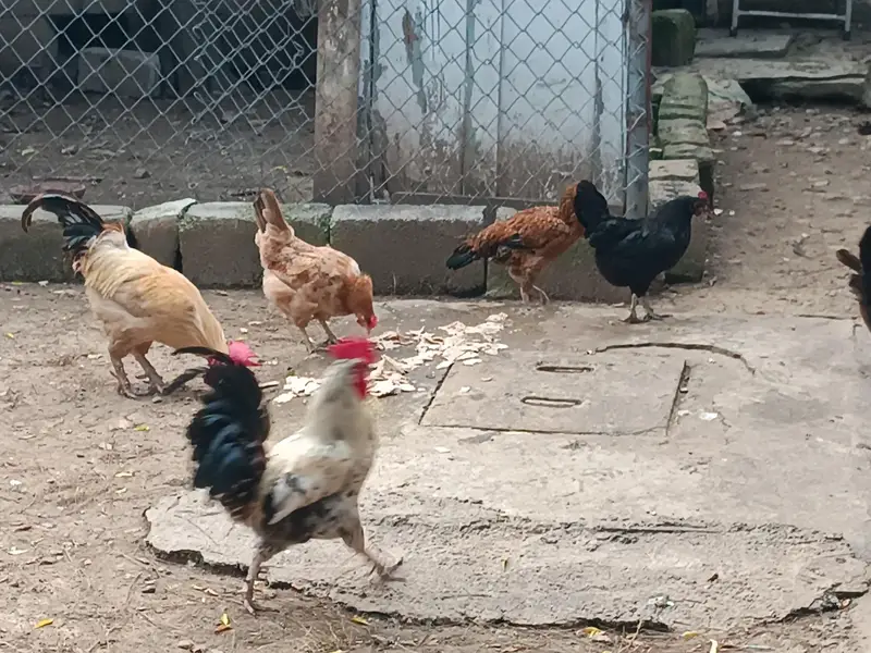 12 hens egg laying, 3 murghay - total 15 piece — photo 5
