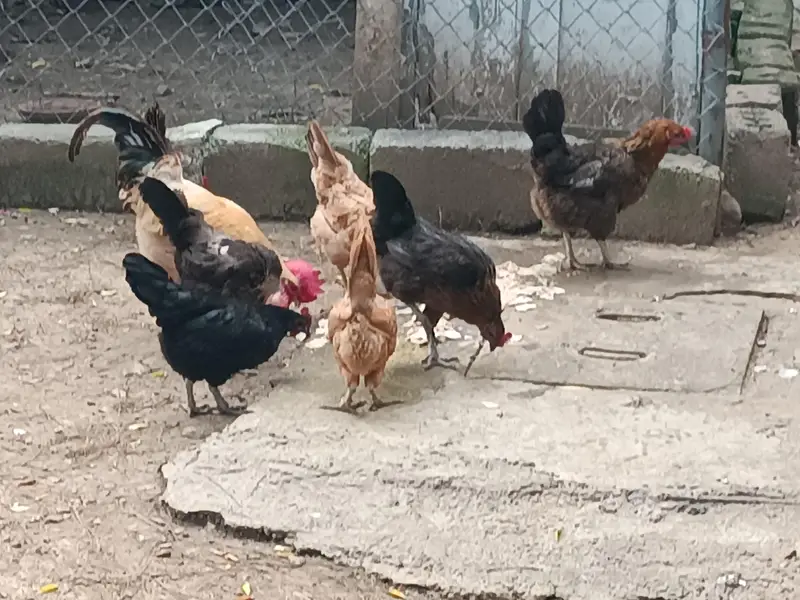 12 hens egg laying, 3 murghay - total 15 piece — photo 6